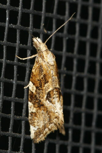 Six-toothed Aethes photo 4