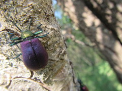 Metallonotus aerugineus