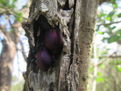 Metallonotus aerugineus