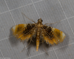 Thysanoidma octalis