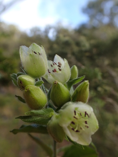 Schiedea viscosa