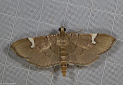 Chalcidoptera appensalis