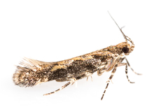 Aristotelia rubidella