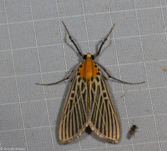 Tyspanodes exathesalis
