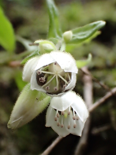 Schiedea viscosa