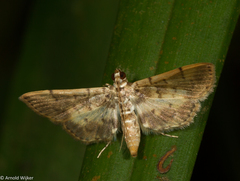 Tylostega