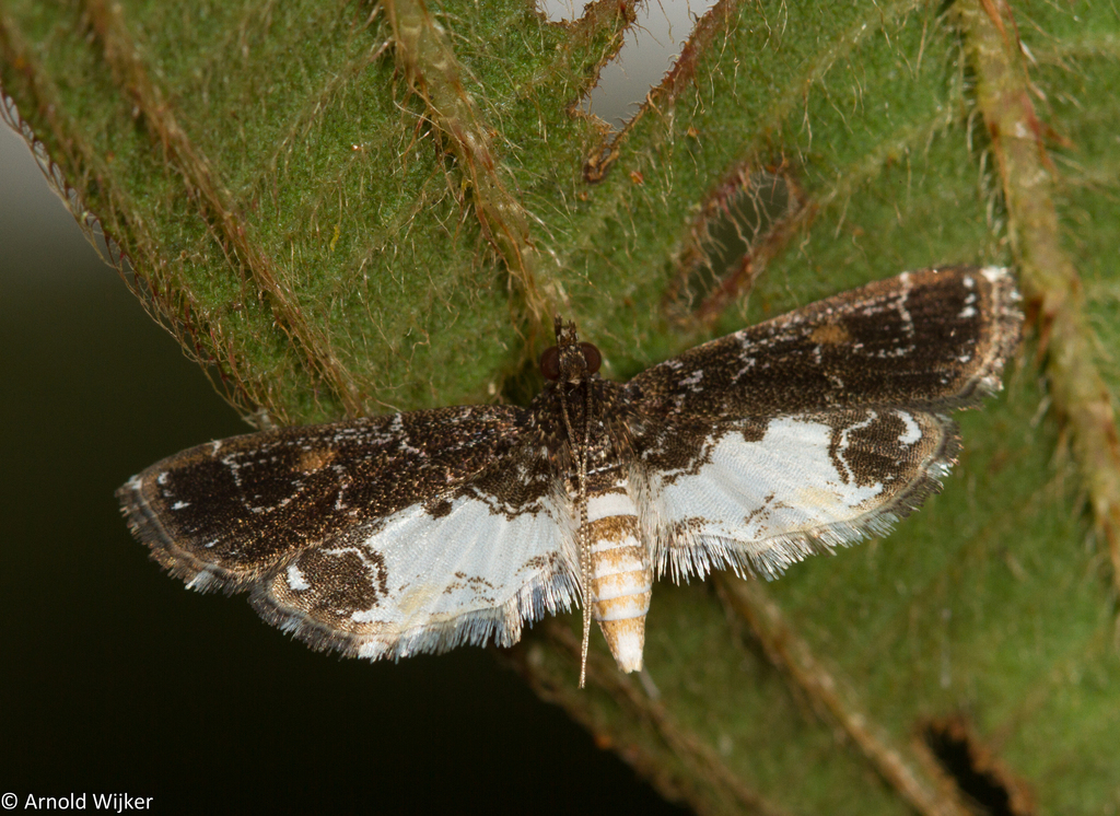 Paracymoriza