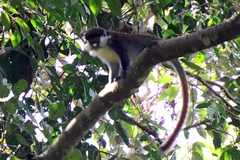 Cercopithecus ascanius schmidti