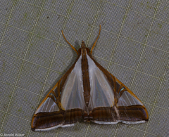Agrioglypta eurytusalis