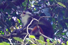 Cercopithecus ascanius schmidti