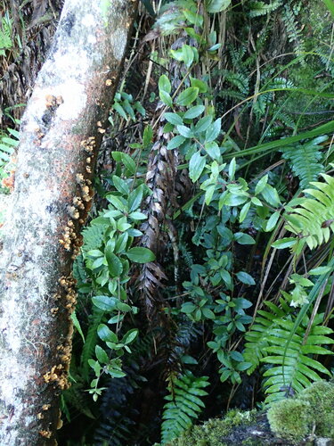 Schiedea viscosa