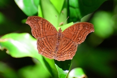Junonia gregorii
