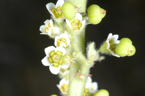 Euphorbia oaxacana