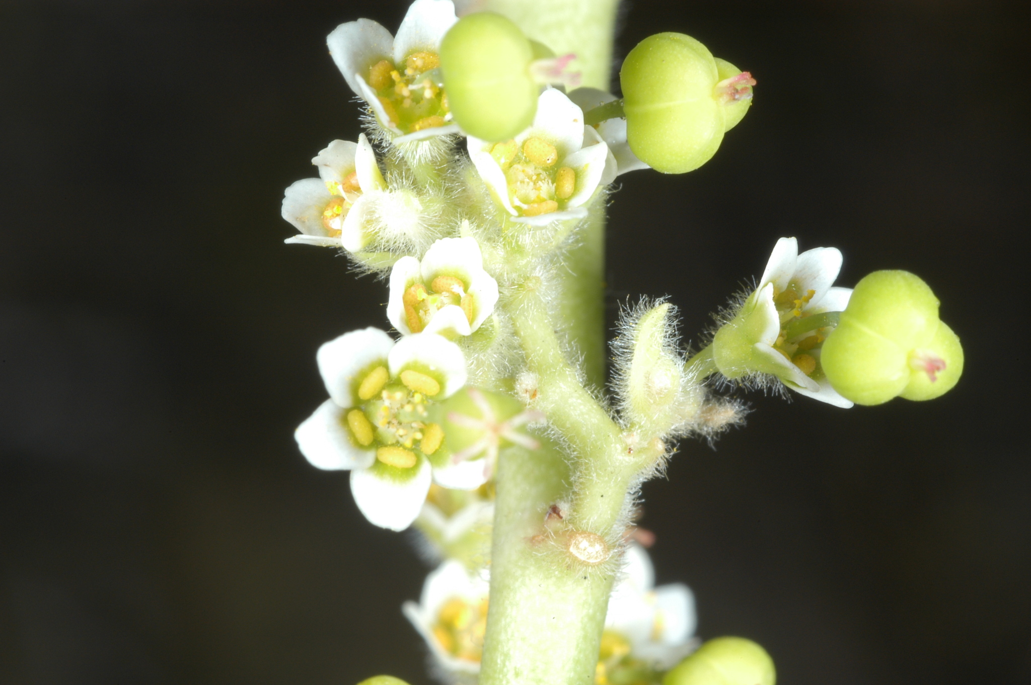 Euphorbia oaxacana