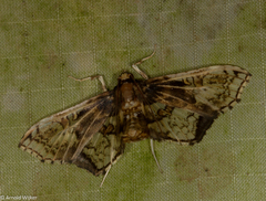 Omphisa anastomosalis