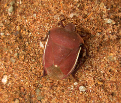 Basicryptus costalis