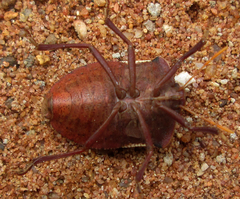 Basicryptus costalis