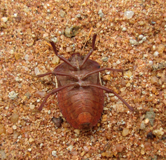 Basicryptus costalis