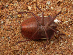 Basicryptus costalis