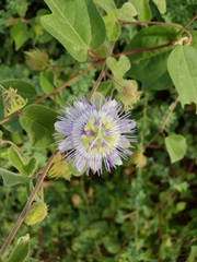 Passiflora pentaschista