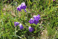 Campanula orbelica