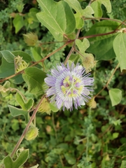 Passiflora pentaschista