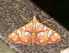 Glyphodes canthusalis