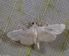 Cataclysta angulata