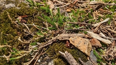 Selaginella wallacei image