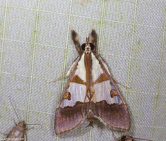 Dausara marginalis