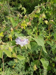 Passiflora pentaschista