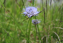 Jasione bulgarica