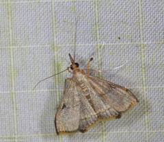 Clupeosoma