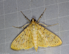 Conogethes