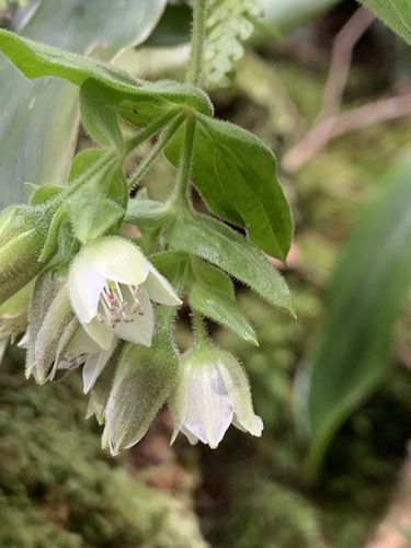 Schiedea viscosa