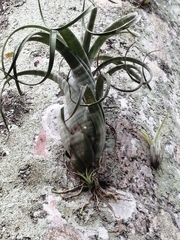 Tillandsia flexuosa image