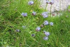 Jasione bulgarica