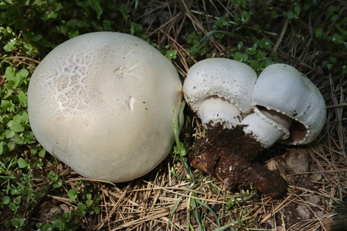 Horse Mushroom