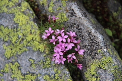 Dianthus microlepis
