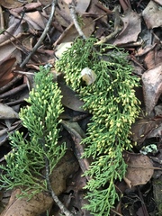 Cupressus abramsiana