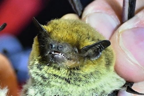 Kuhl's Pipistrelle
