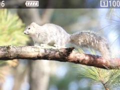 Sciurus niger cinereus