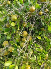 Diospyros intricata