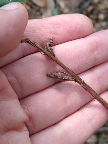 Image of Sarcoglottis schaffneri by (c) Jordi Martínez Martínez, some rights reserved (CC BY)