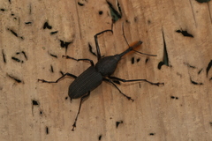 Rhinostomus barbirostris image