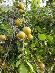 Diospyros intricata