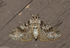 Palpita arsaltealis