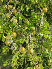 Diospyros intricata