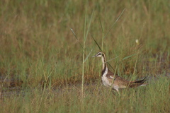 Hydrophasianus chirurgus