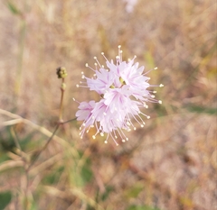 Boerhavia xantii